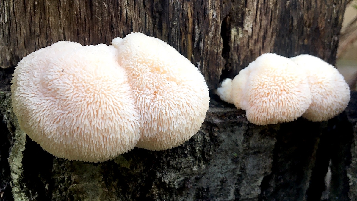 Lion's mane