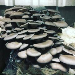 Pleurote gris