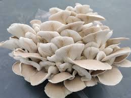 Pleurote blanc