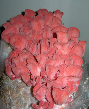 Pleurote rose